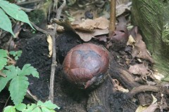 fotky-Indonésie-2013-1370-NP-Bukit-Barisan-Selatan-Rafflesia-Staffordi