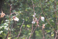IMG_3787