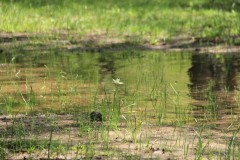 IMG_3626