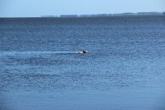 IMG_3668