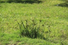 IMG_3735