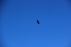 IMG_3747
