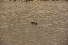 IMG_3795