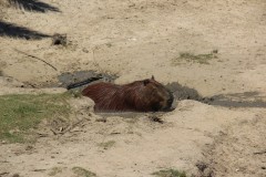 IMG_3797