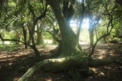 IMG_3882-Bosque-de-Ombues
