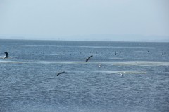 IMG_3934-Laguna-de-Rocha
