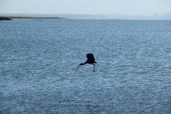 IMG_3951