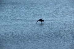 IMG_3952