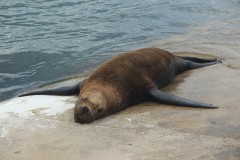 IMG_3996-Puerto-Punta-del-Este
