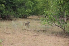 IMG_7105-Gonarezhou-NP