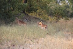 IMG_7118-Gonarezhou-NP