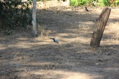 IMG_7149