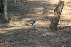IMG_7150