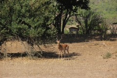 IMG_7160-Gonarezhou-NP