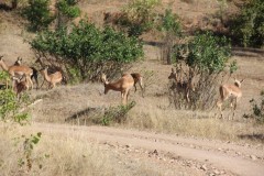 IMG_7171-Gonarezhou-NP