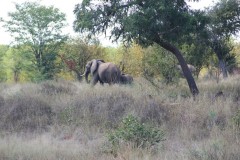 IMG_7185