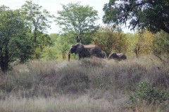 IMG_7186