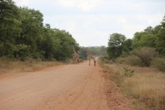 IMG_7197-Malilangwe-Trust-Reserve