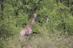 IMG_7200