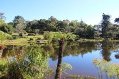 IMG_7278-Bvumba-Mountains-Bvumba-Botanical-Garden-and-Reserve