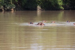 IMG_7525