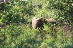 IMG_7546-Sapi-Safari-Area