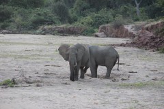 IMG_7558-Mana-Pools-NP-Rukomechi-River