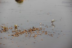 IMG_7584