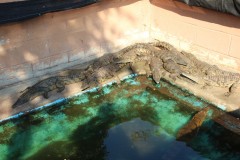 IMG_7600-Binga-Crocodile-Farm