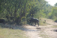 IMG_7615-Zambezi-NP