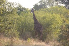 IMG_7638
