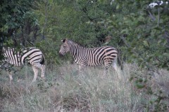 IMG_7641