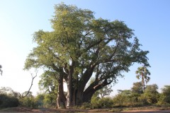 IMG_7644-Victoria-Falls-Town-The-Big-Tree