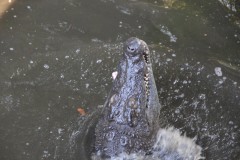 IMG_7660