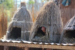 IMG_7786