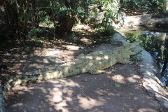 IMG_7793-Livingstone-Crocodile-Park