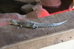 IMG_7798