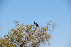 IMG_7803-Mosi-oa-Tunya-NP