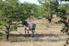 IMG_7809-Mosi-oa-Tunya-NP