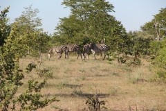 IMG_7811