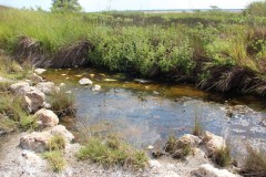 IMG_7857-Lochinvar-NP-Gwisho-Hot-Springs