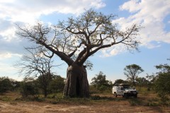IMG_7862-Big-Baobab