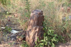 IMG_7870-Chirundu-Forest-Reserve