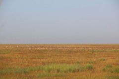 IMG_7929