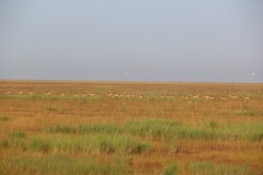 IMG_7930