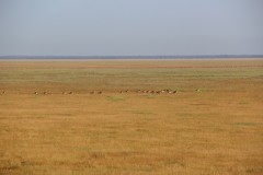 IMG_7933