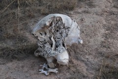 IMG_7954-Kafue-NP