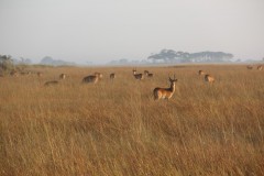 IMG_7967-Busanga-Swamp