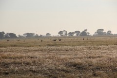 IMG_7974