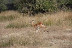 IMG_7977-Kafue-NP-Puku-Pan-Safari-Lodge